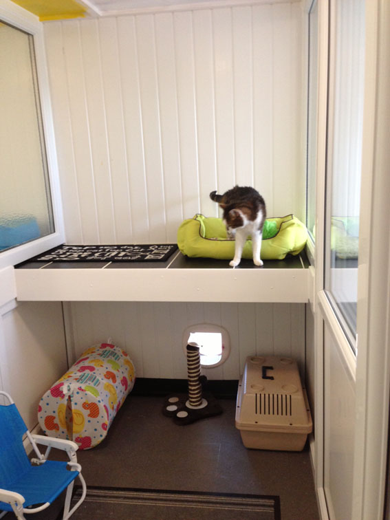 luxury cattery accommodation