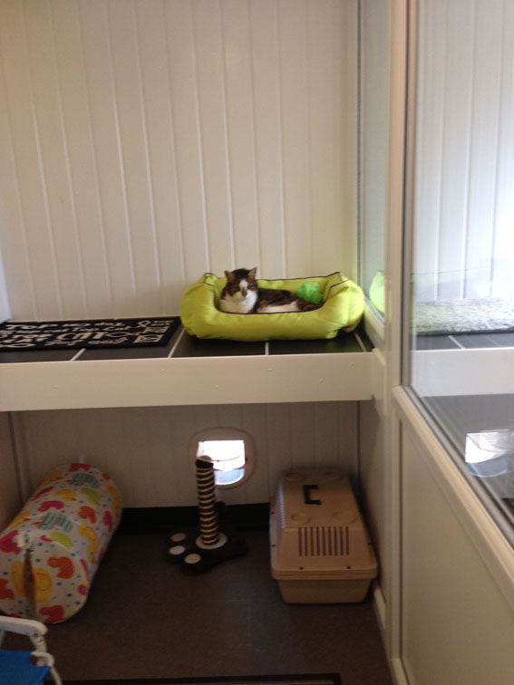 Cat Relaxing
