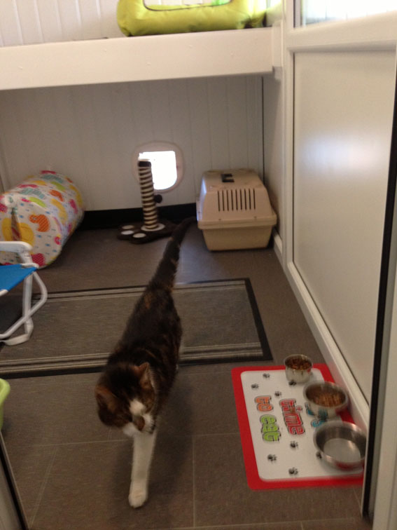Inside Cattery