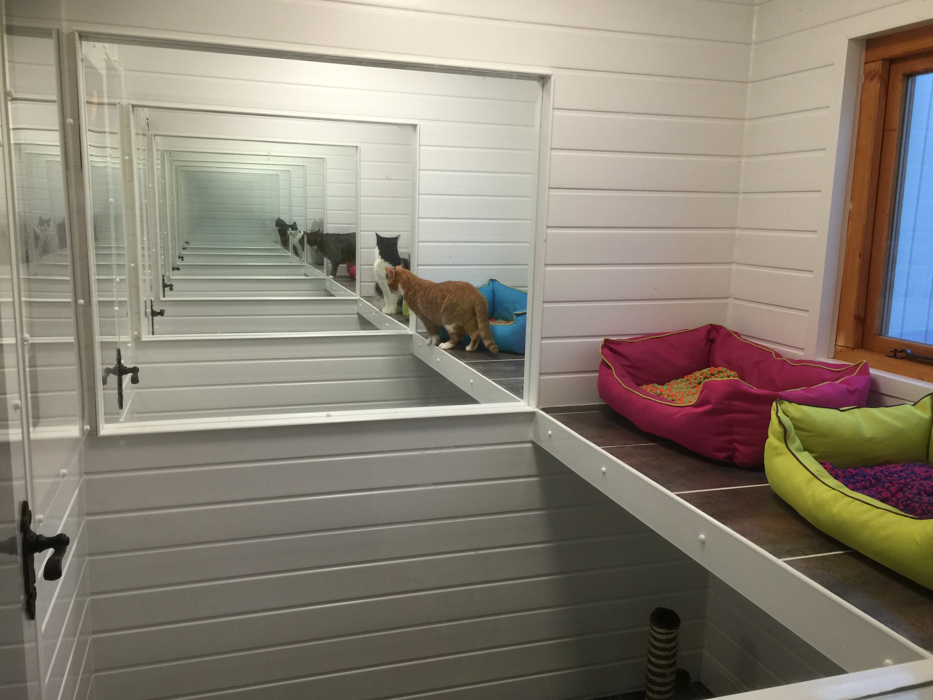 cattery accommodation
